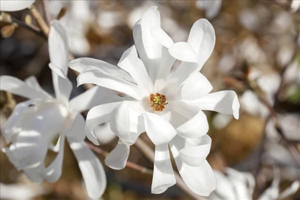 Magnolia x loebneri 'Merrill'