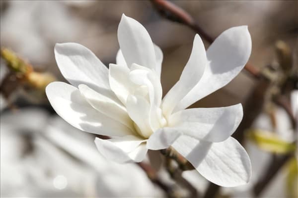 Magnolia x loebneri 'Merrill'