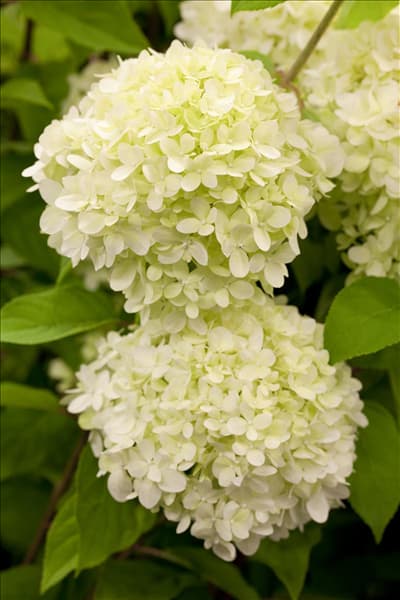 Hydrangea paniculata 'Limelight'(s)
