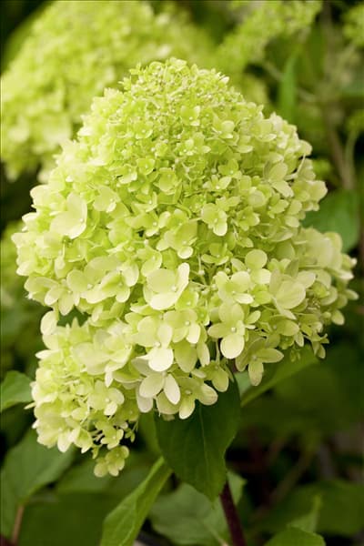 Hydrangea paniculata 'Limelight'(s)