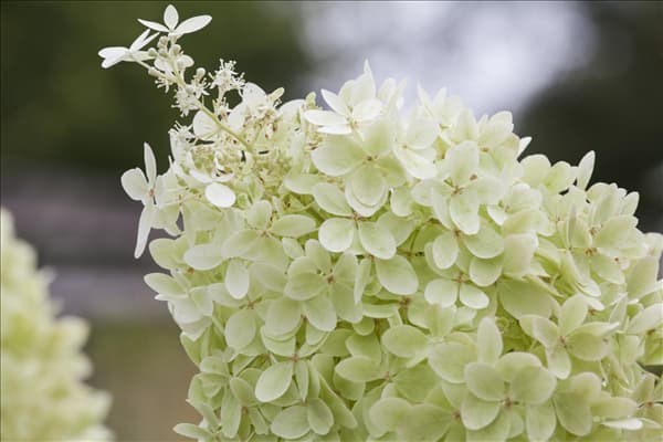 Hydrangea paniculata 'Limelight'(s)