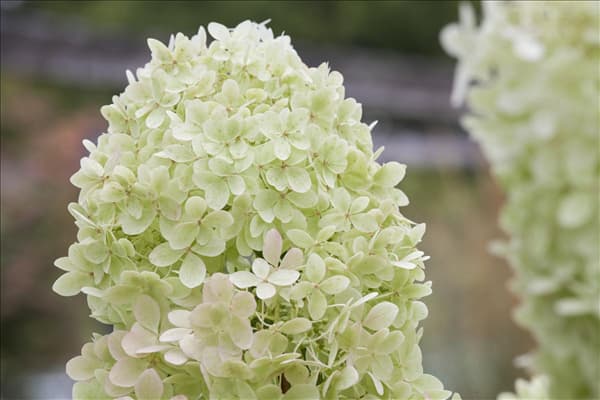 Hydrangea paniculata 'Limelight'(s)
