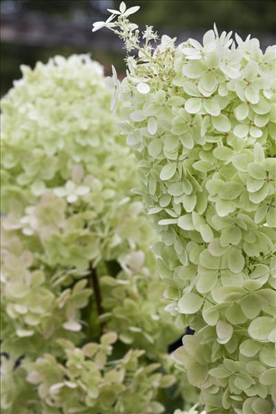 Hydrangea paniculata 'Limelight'(s)