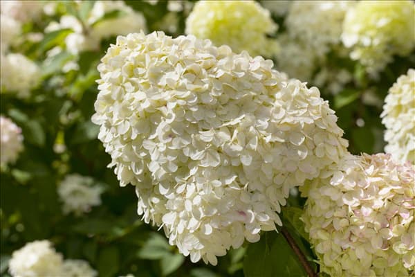 Hydrangea paniculata 'Limelight'(s)