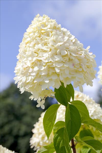 Hydrangea paniculata 'Limelight'(s)