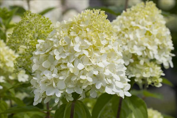 Hydrangea paniculata 'Limelight'(s)