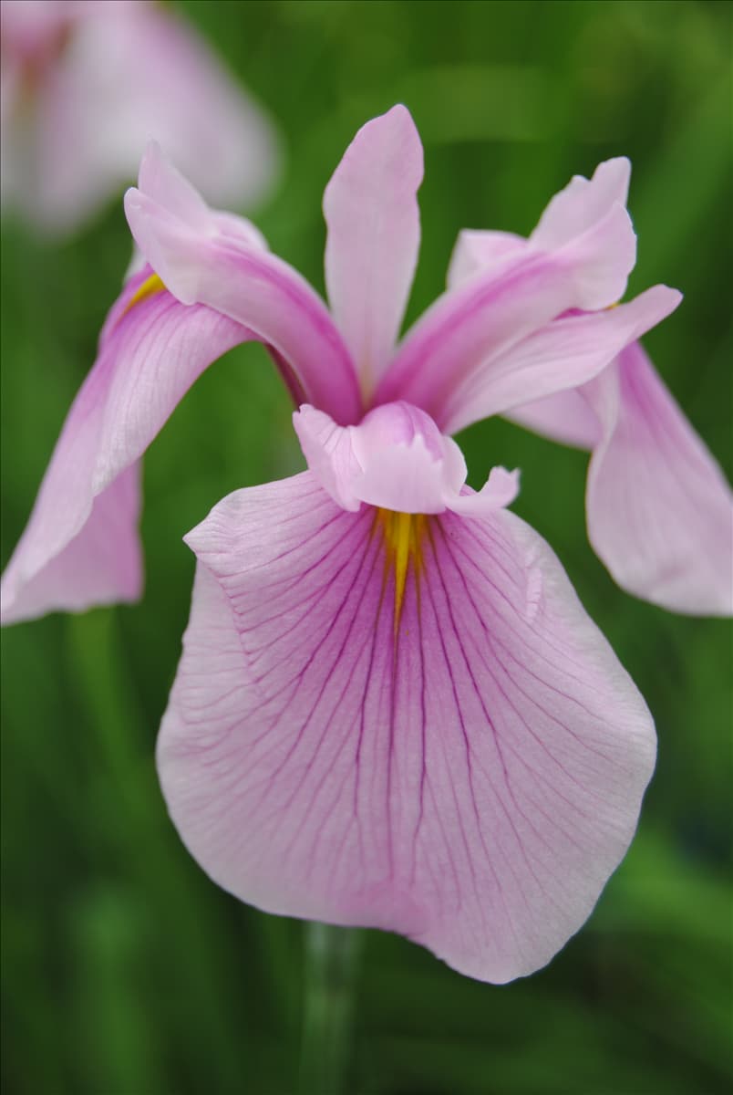 Iris laevigata 'Rose Queen'