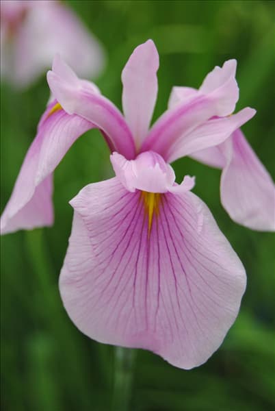 Iris laevigata 'Rose Queen'