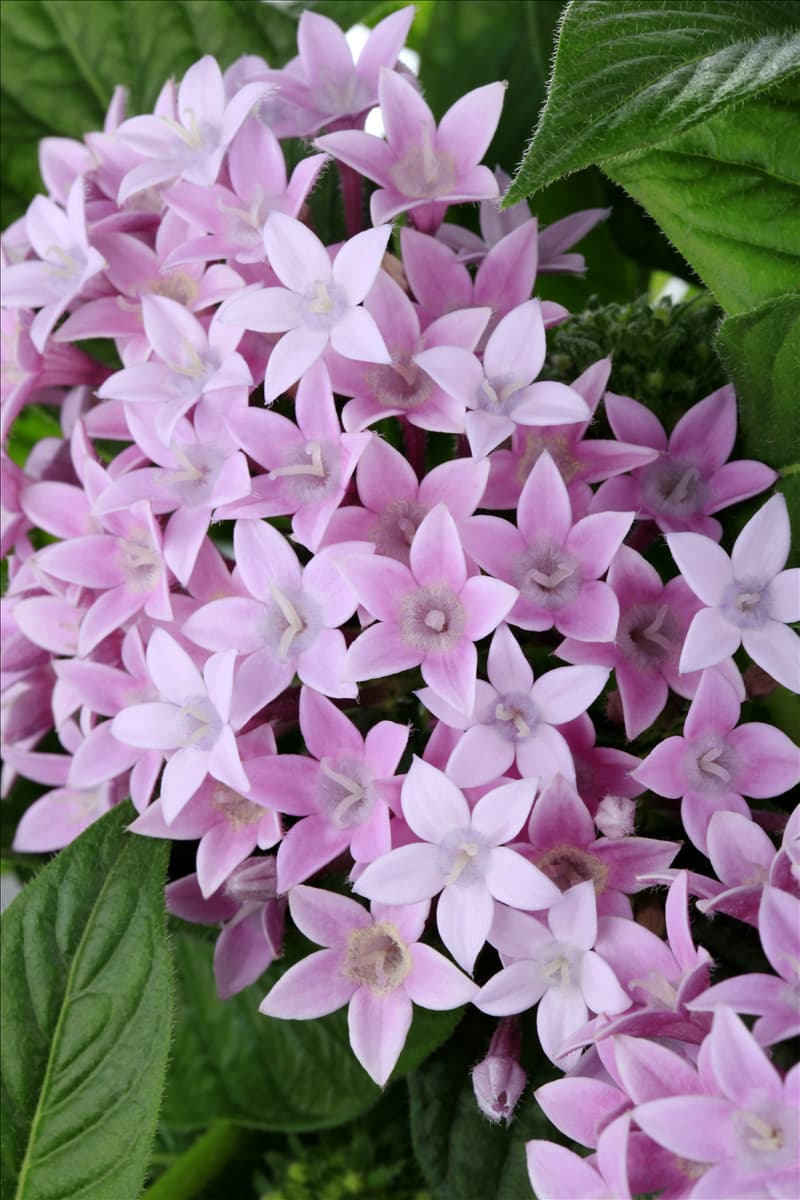 Pentas lanceolata