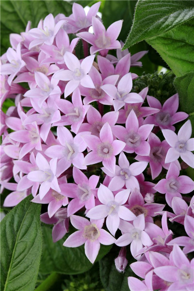 Pentas lanceolata