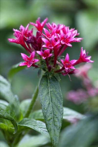 Pentas lanceolata