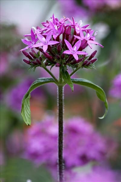 Pentas lanceolata