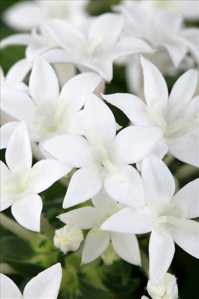 Pentas lanceolata