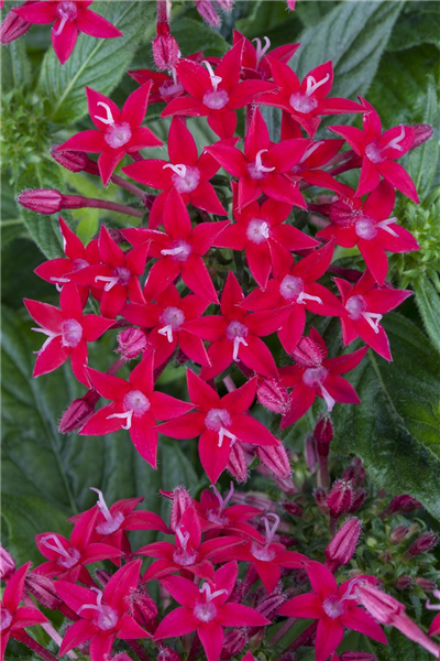 Pentas lanceolata