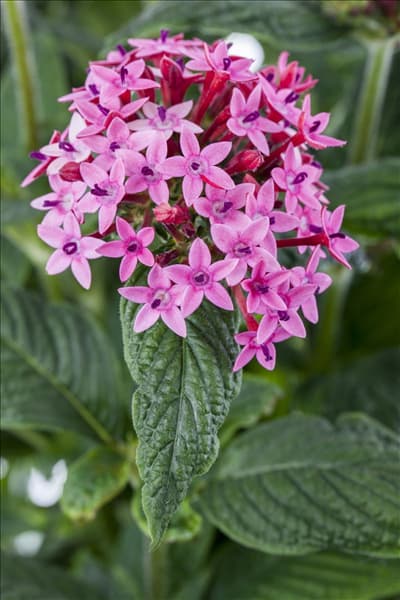 Pentas lanceolata