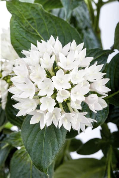 Pentas lanceolata
