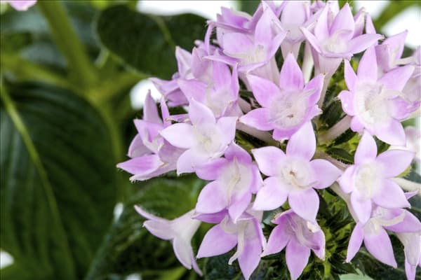 Pentas lanceolata