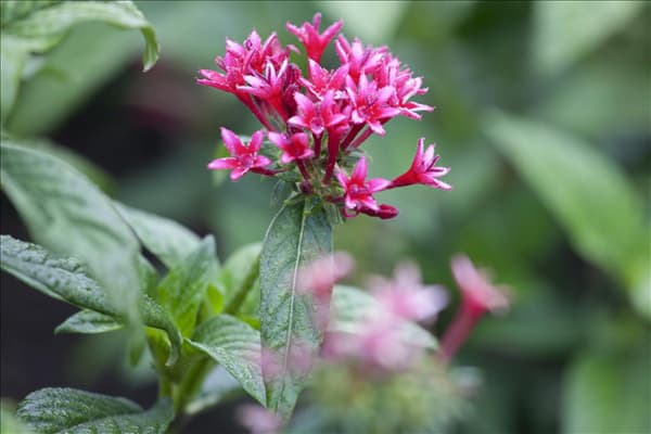 Pentas lanceolata