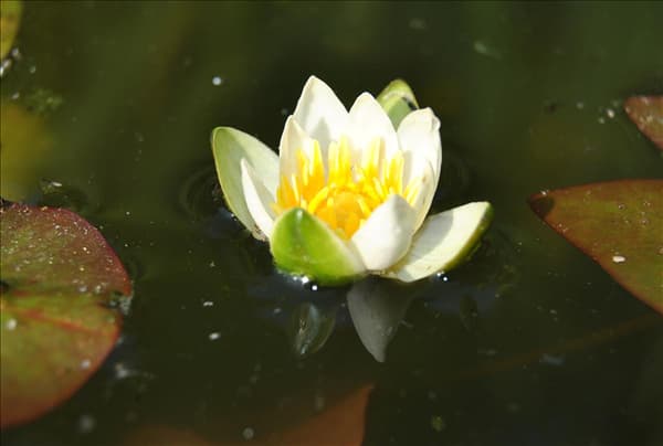 Nymphaea tetragona 'Pygmaea Alba'