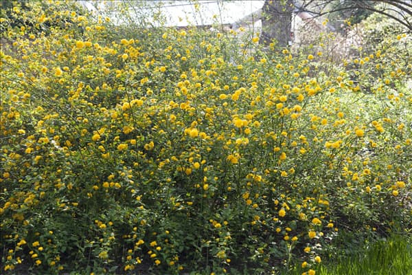 Kerria japonica 'Pleniflora'