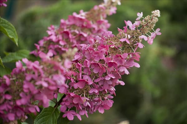 Hydrangea paniculata