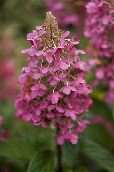 Hydrangea paniculata 'Pinky Winky'®
