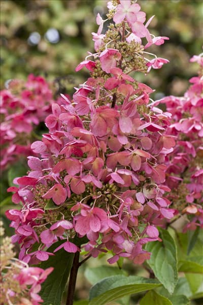 Hydrangea paniculata 'Pinky Winky'®