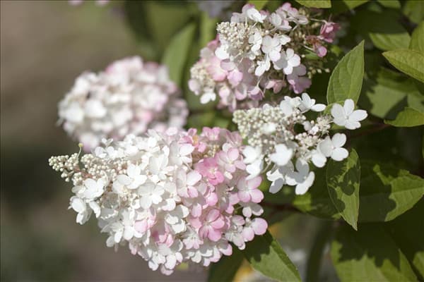 Hydrangea paniculata 'Pinky Winky'®