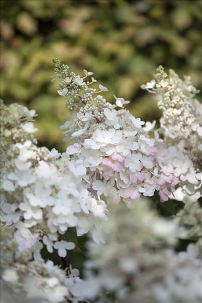 Hydrangea paniculata 'Pinky Winky'®