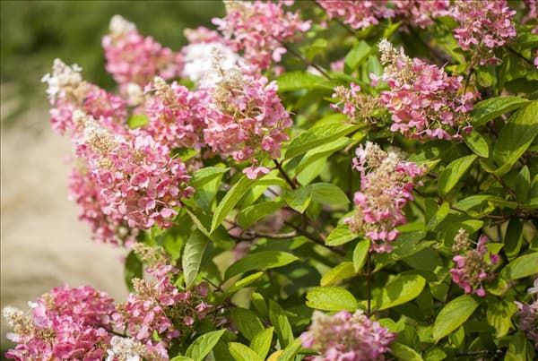 Hydrangea paniculata