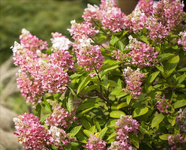 Hydrangea paniculata 'Pinky Winky'®