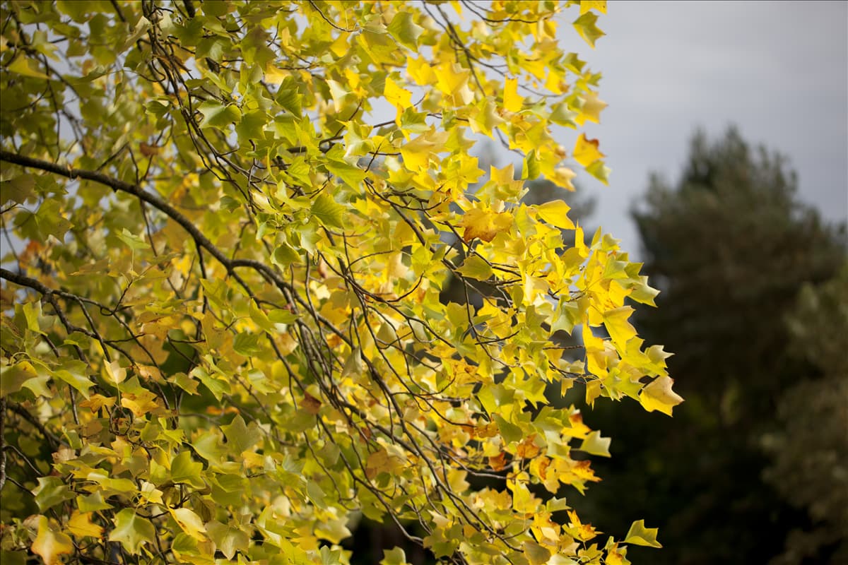 Liriodendron tulipifera