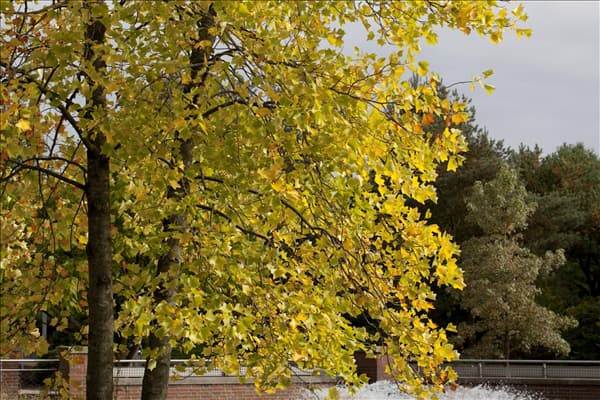 Liriodendron tulipifera