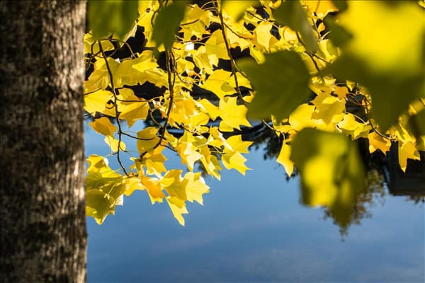 Liriodendron tulipifera