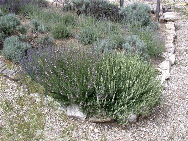 Lavandula x intermedia 'Grappenhall'