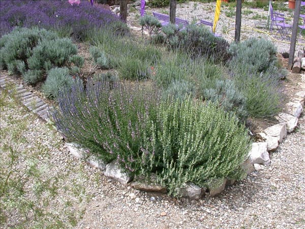 Lavandula x intermedia 'Grappenhall'