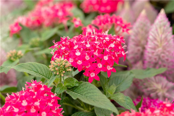 Pentas lanceolata 'Graffiti'®