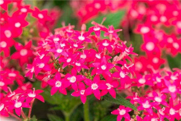 Pentas lanceolata 'Graffiti'®