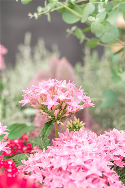 Pentas lanceolata 'Graffiti'®