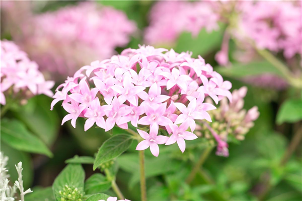 Pentas lanceolata 'Graffiti'®