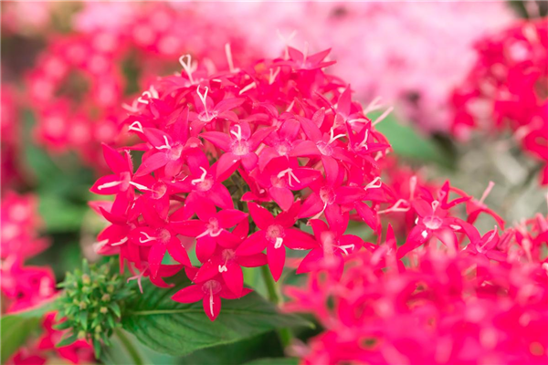 Pentas lanceolata 'Graffiti'®