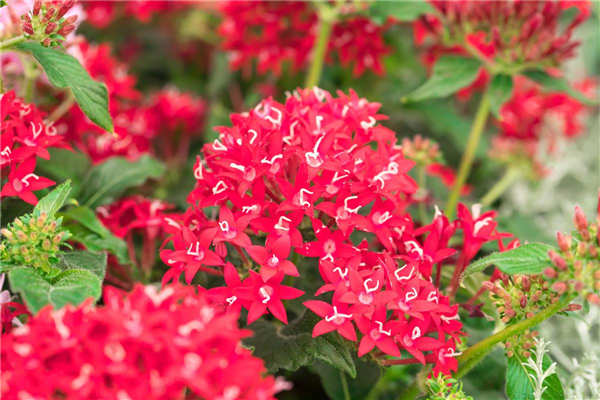 Pentas lanceolata 'Graffiti'®