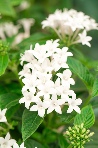 Pentas lanceolata 'Graffiti'®