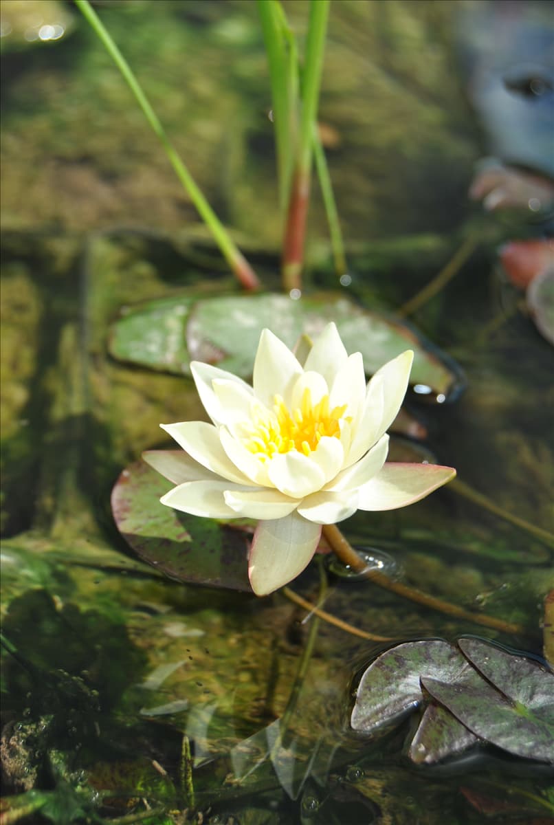 Nymphaea tetragona 'Pygmaea Helvola'