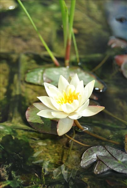 Nymphaea tetragona 'Pygmaea Helvola'