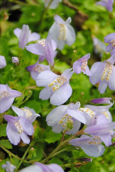Mazus reptans