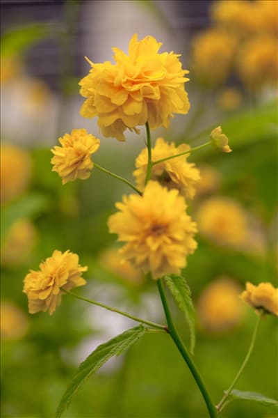 Kerria japonica 'Pleniflora'