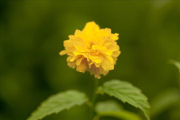 Kerria japonica 'Pleniflora'