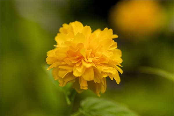 Kerria japonica 'Pleniflora'