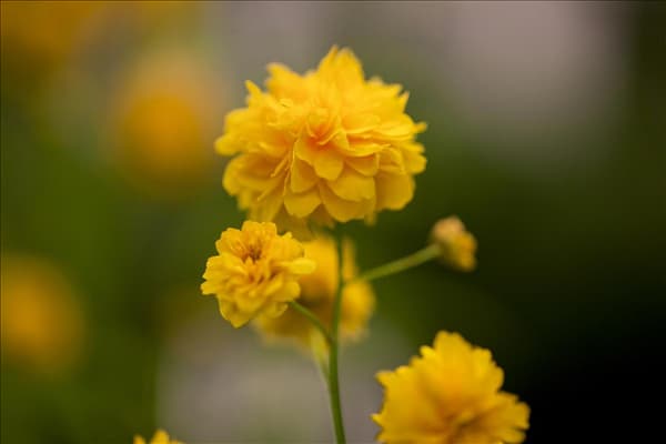 Kerria japonica 'Pleniflora'